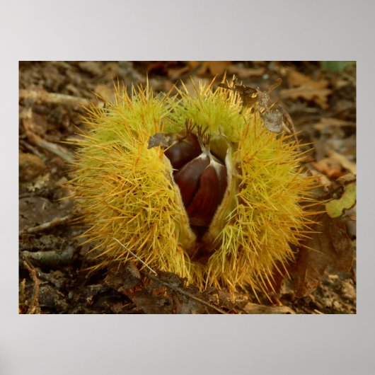 Poster van zoete kastanjes (Voorkant)
