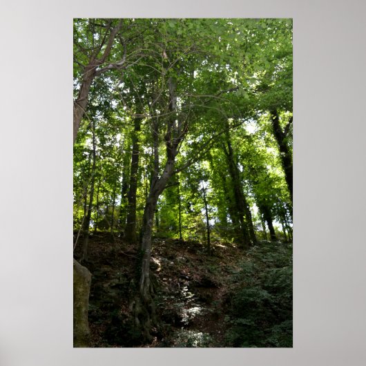 Poster van zwaaien en bomen (Voorkant)