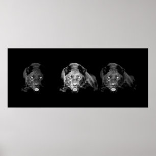 Poster van zwarte en witte jaguar