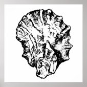 Poster van zwarte en witte oester Shell (Voorkant)