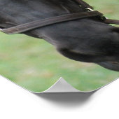 Poster van zwarte paarden (Hoek)