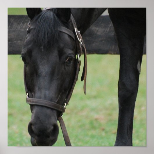 Poster van zwarte paarden (Voorkant)
