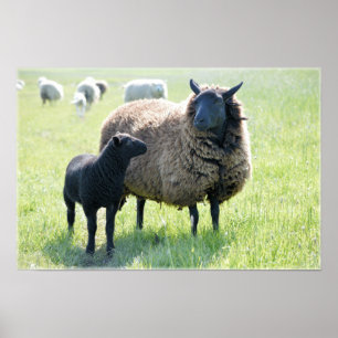 Poster van zwarte schapen