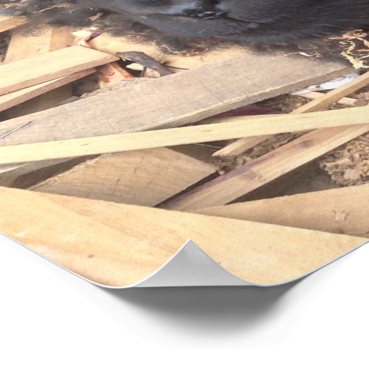 Poster van zwarte schapen (Hoek)