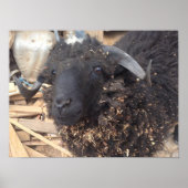 Poster van zwarte schapen (Voorkant)