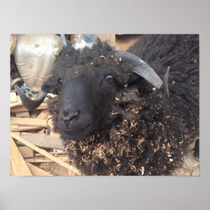 Poster van zwarte schapen