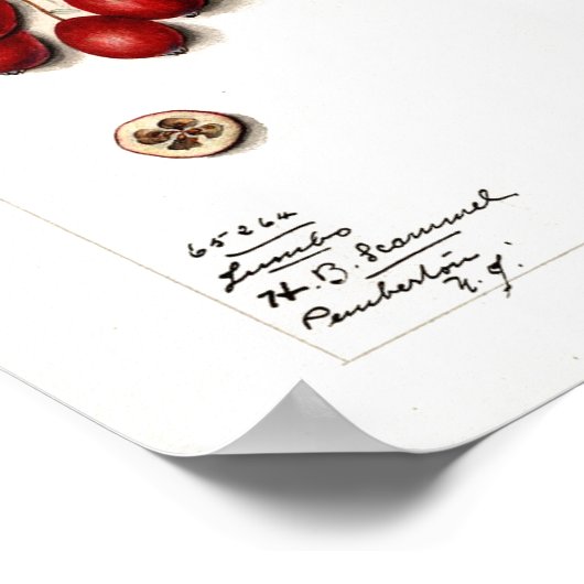 Poster - veenbessen (Hoek)