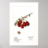 Poster - veenbessen (Voorkant)