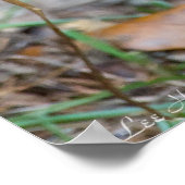 Poster Vegan Serenity Bunny (Hoek)