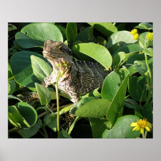 Poster Verborgen Draak Hagedis Australië ZIZZAGO (Voorkant)