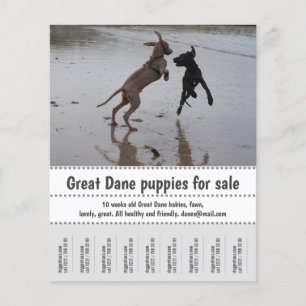 Poster verkoper flyer