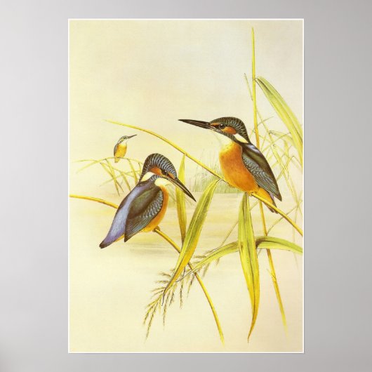 Poster Vintage Ijsvogel Vogels (Voorkant)