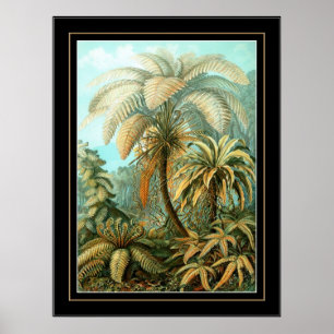 Poster vintage kunstenaar Ernst Haeckel Filicinae