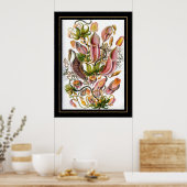 Poster Vintage Kunstenaar Ernst Haeckel Nepenthace (Keuken)