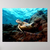 Poster vliegende schildpad (Voorkant)