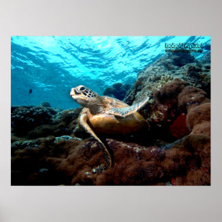 Poster vliegende schildpad