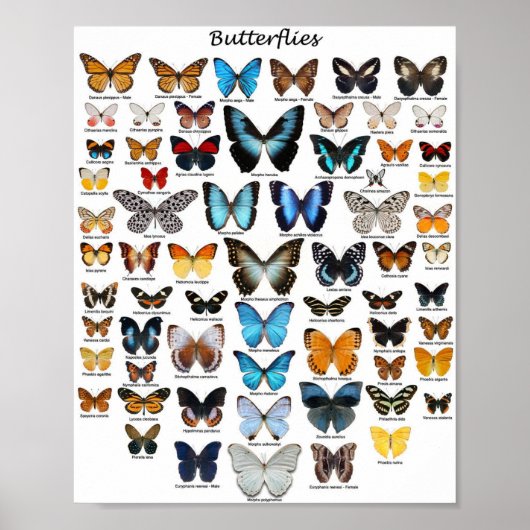 Poster - Vlinderverzameling (Voorkant)