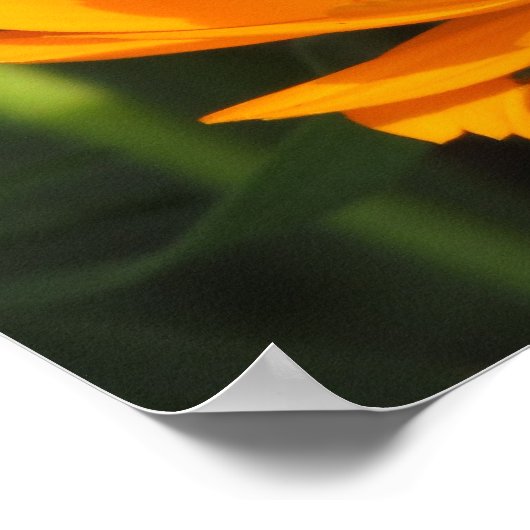 Poster - Voeding in Calendula (Hoek)