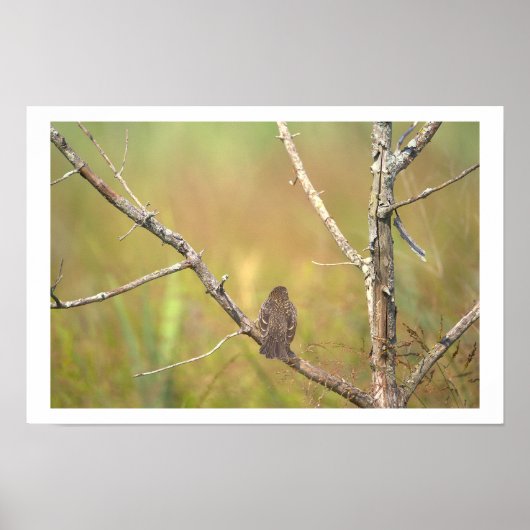 Poster Vogel in een Boom (Voorkant)