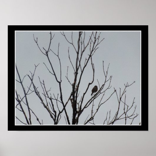 Poster Vogel in een Kale Boom (Voorkant)