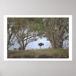 Poster Vogel in het Reservaat