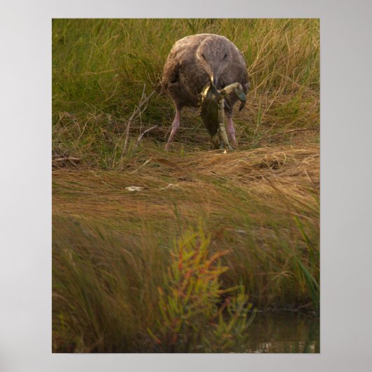 Poster Vogel vangt krab (Voorkant)