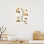 Poster voor aanpassing van de wervelkolom (Keuken)