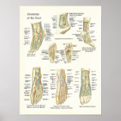 Poster voor anatomie en roet (Voorkant)
