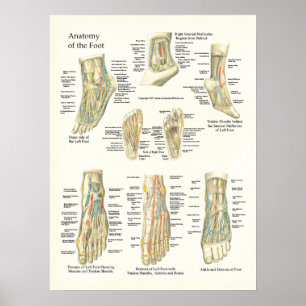 Poster voor anatomie en roet