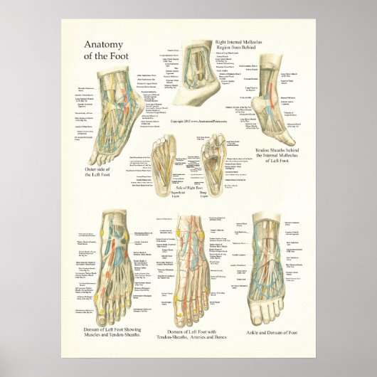 Poster voor anatomie en roet (Voorkant)