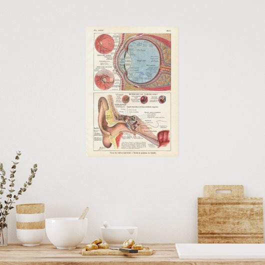 Poster voor anatomie in het Frans (Keuken)