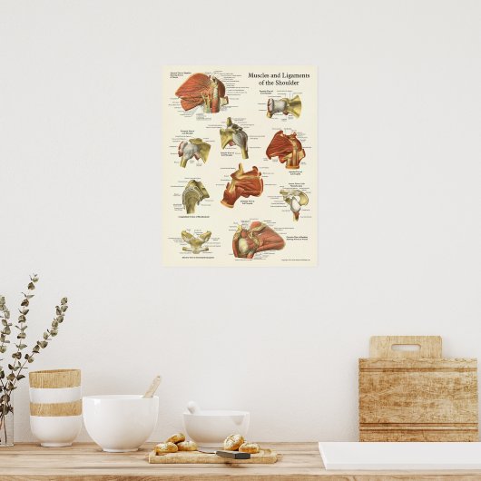 Poster voor anatomie, schouder (Keuken)