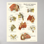 Poster voor anatomie, schouder (Voorkant)