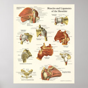 Poster voor anatomie, schouder