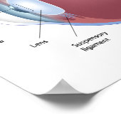 Poster voor anatomie van menselijke ogen (Hoek)