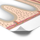 Poster voor anatomie van menselijke tanden (Hoek)