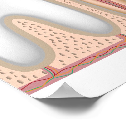 Poster voor anatomie van menselijke tanden (Hoek)