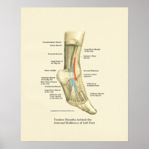 Poster voor anatomie van voetwortel en ankle Tendo