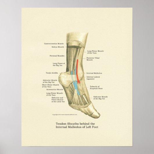 Poster voor anatomie van voetwortel en ankle Tendo (Voorkant)