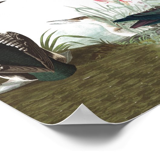 Poster voor audubon collage vogels in het wild lev (Hoek)