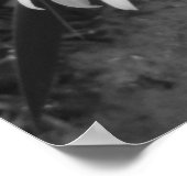 Poster voor bekroonde winnaars-zwart en White Dais (Hoek)