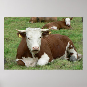 Poster voor cow- en kalfspasture