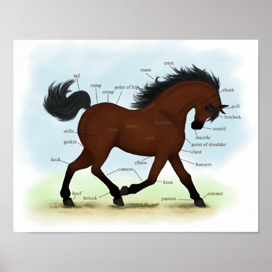 Poster voor de anatomie van paarden of Pony-ezels (Voorkant)