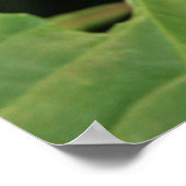 Poster voor de Natuur van garnaal Plant (Hoek)