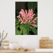 Poster voor de Natuur van garnaal Plant (Keuken)