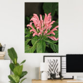 Poster voor de Natuur van garnaal Plant (Thuiskantoor)