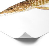 Poster voor de noordelijke Pike en Barred Muskie A (Hoek)