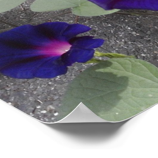 Poster voor Floral Value (Hoek)