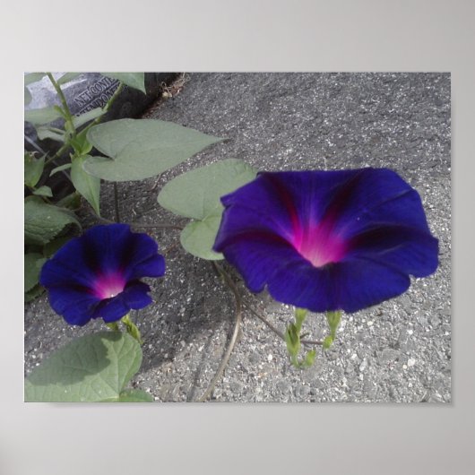 Poster voor Floral Value (Voorkant)