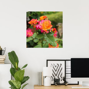 Poster voor gele roze rozen afdrukken